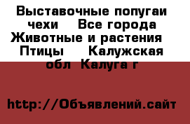 Выставочные попугаи чехи  - Все города Животные и растения » Птицы   . Калужская обл.,Калуга г.